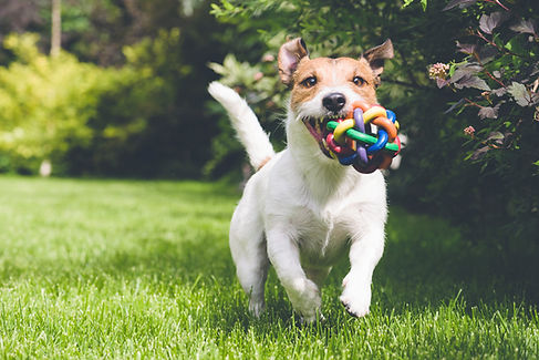 Chien avec un jouet