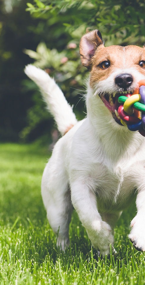 dog running with toy