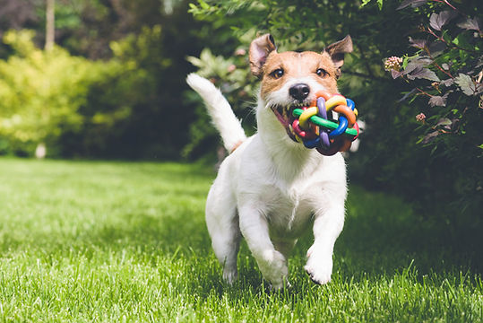 Dog with a toy