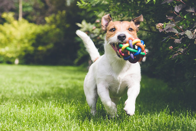 dog running with toy