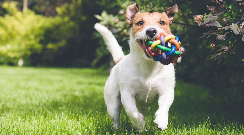 dog running with toy