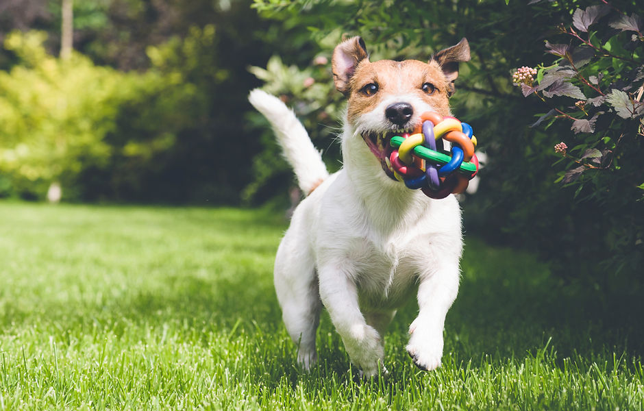 dog running with toy