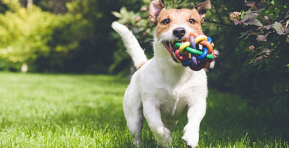 Jack Russell Terrier running toward camera with toy in mouth 