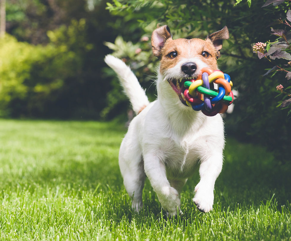 Dog with a toy