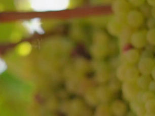 See You at RoWine 2025 – Where Wine Meets the Future in Bucharest