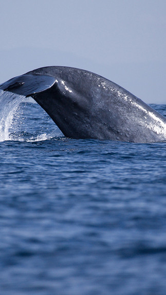 Whale watching and other activities