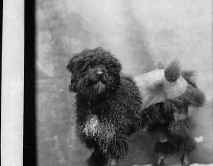 Poodle