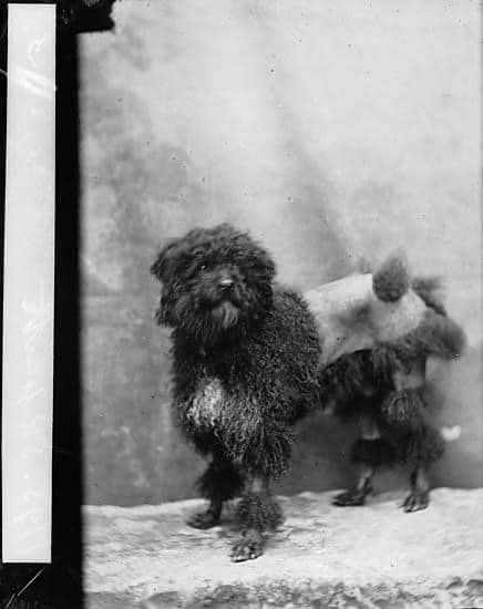 Poodle