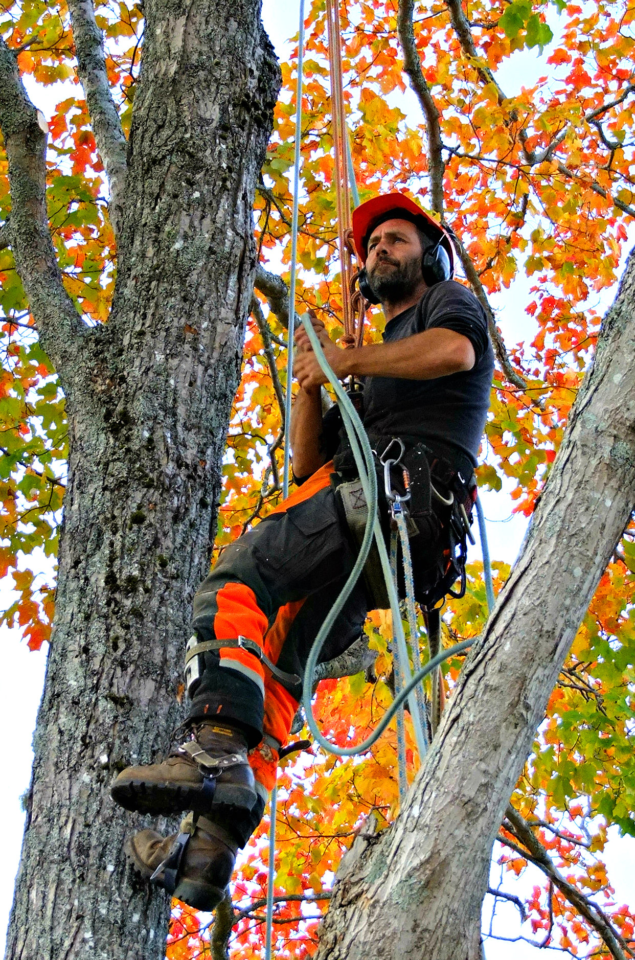 The Tree Climbers Tree care, tree pruning, tree removal