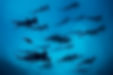 Banco de tiburones martillo bajo el agua
