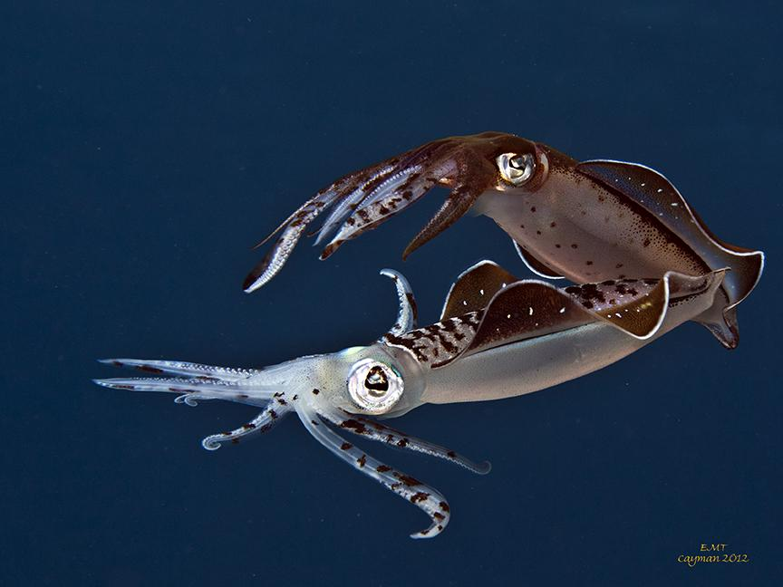 The Squids Are Here!