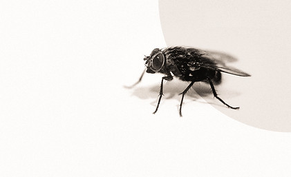 mosca compressed_edited.jpg