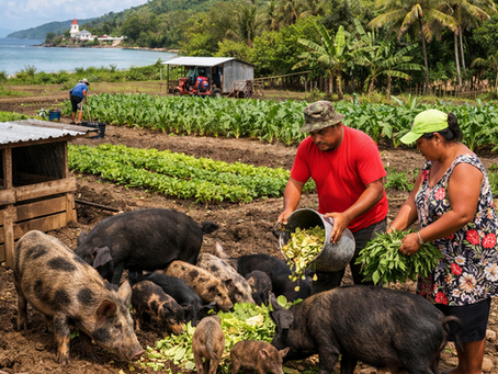 Wallis and Futuna feral pig project for food security