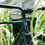 Thumbnail: SANTAFIXIE BORN Tracklocros velosipēds, Dirty Green zaļā krāsā