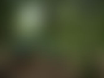 広葉樹・天然林を活用した産業化と地域振興で共同、あわえと四国の右下木の会社 〜里山を中核とした森林関係人口の創出〜