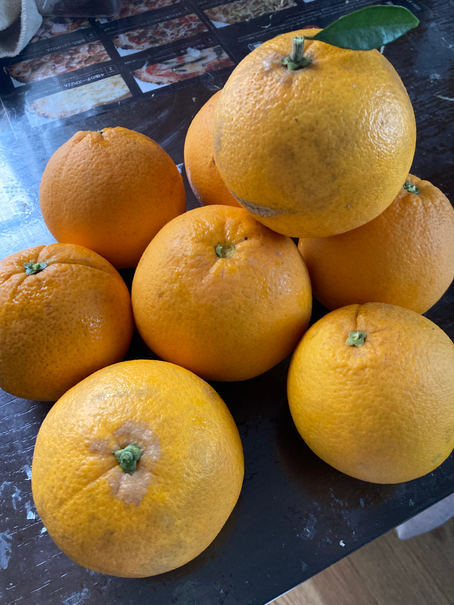 お隣様から頂いたオレンジ