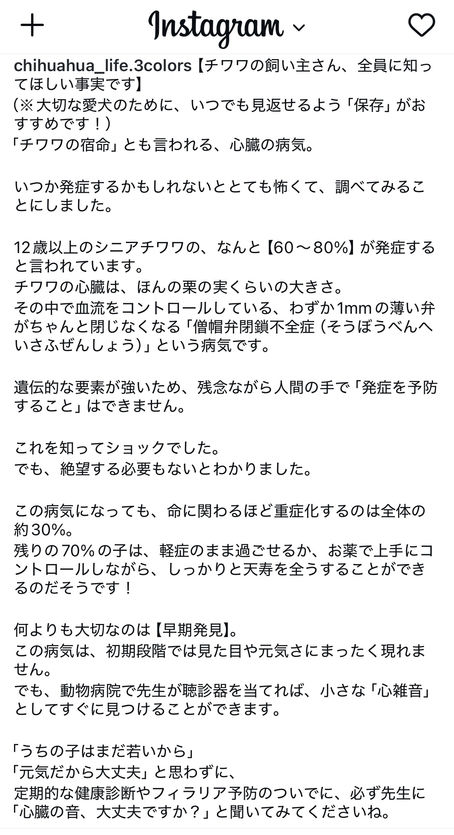 チワワの宿命