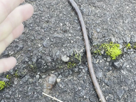 でっかいミミズ