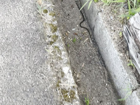 蛇だああああああ