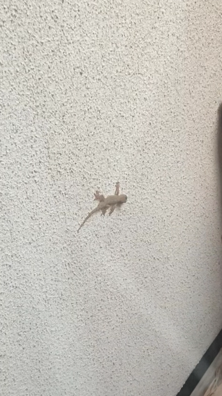我が家の守り神