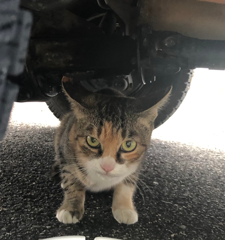 ペット好きなんです