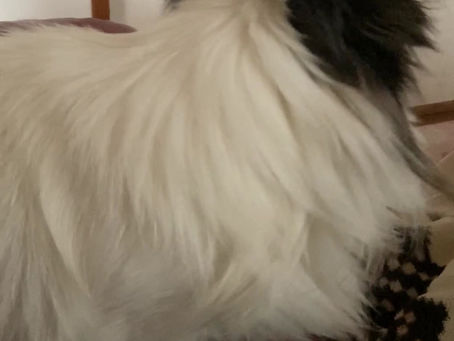 小鉄のくしゃみ