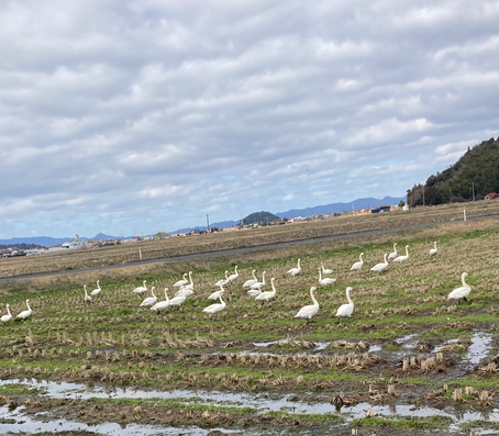 白鳥ロードの白鳥