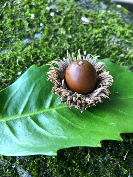 どんぐりコロコロとんぶりこ