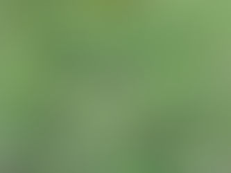 ヤマト12歳になりました