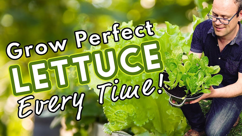 Grow Fresh, Crispy Lettuce with Our Comprehensive Agri-Business Farming Guides & Tutorials!