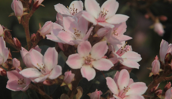 Pink Almond Tree Flowers