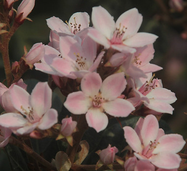 Rosa almendra Flores árbol