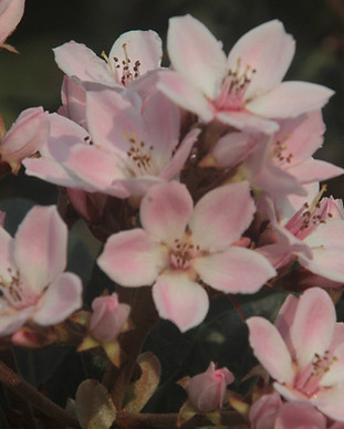 Pink Almond Tree Flowers