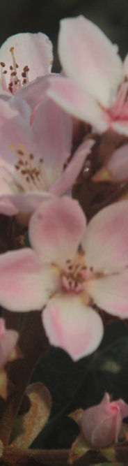 Pink Almond Tree Flowers