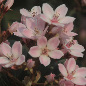 רעיונות לפעילות בית מארח בנושא ט"ו בשבט
