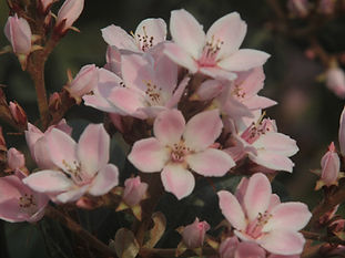 Pink Almond Tree Flowers