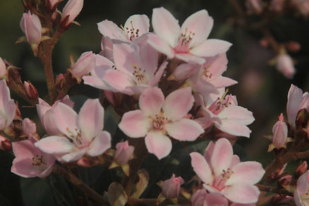 ピンクアーモンドの木の花