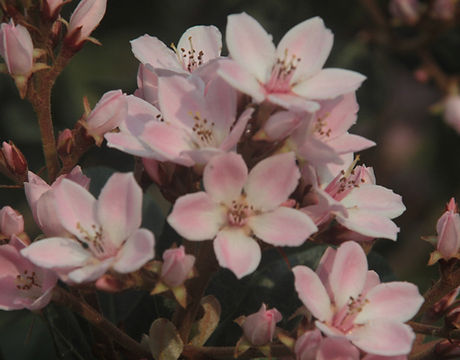 Pink Almond Tree Flowers 