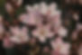 Pink Almond Tree Flowers