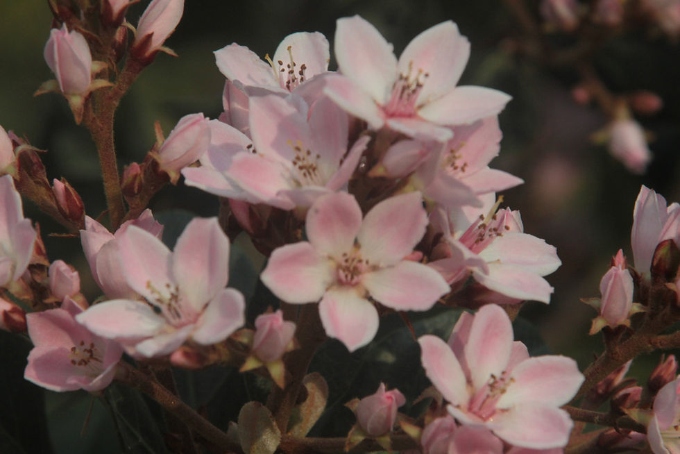 Pink Flowers Closeup
