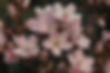 Pink Flowers Closeup