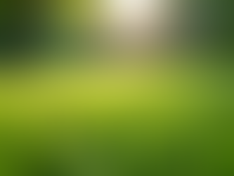 Eco-Friendly Lawn Care Tips for a Greener Yard