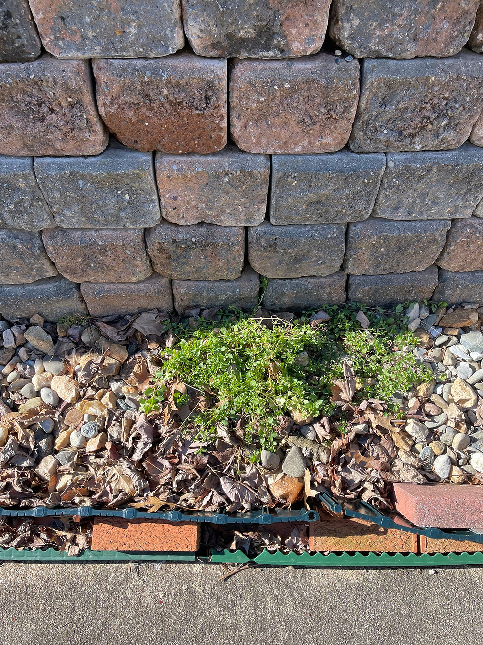 Driveway Chickweed patch
