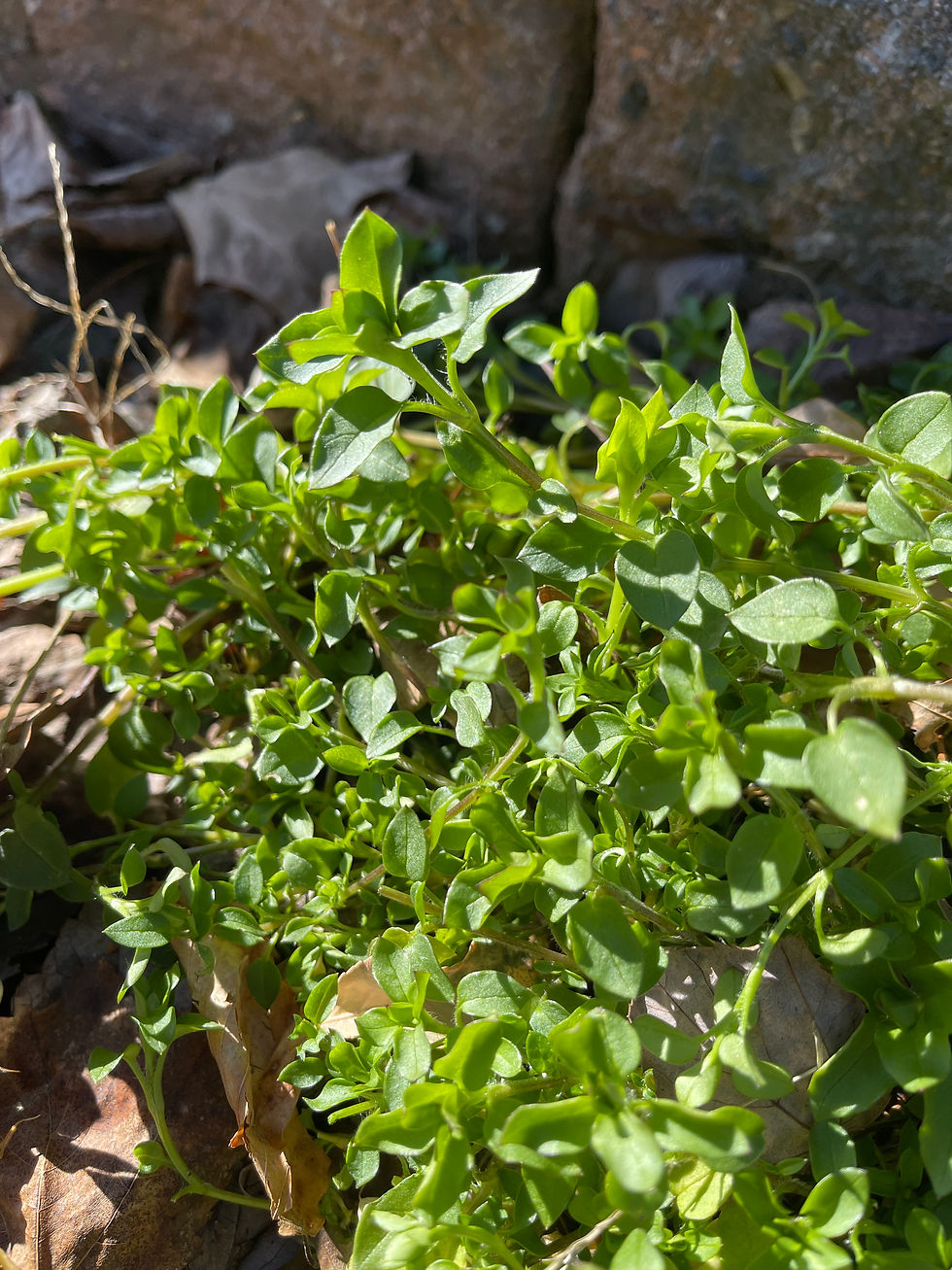 Chickweed (Stellaria media)