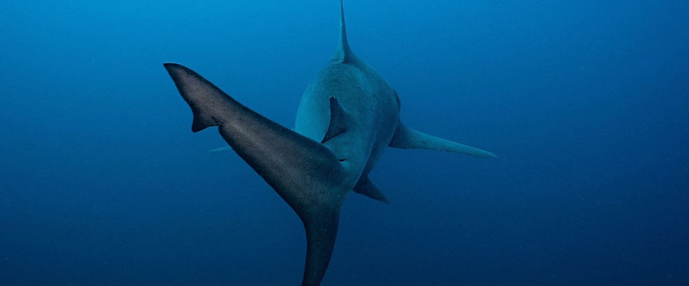 Shark from behind in Costa Rica