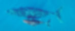 Humpback whales near Playas del Coco in the Gulf of Papagayo