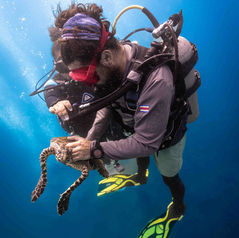 Sea turtle tagging in costa rica