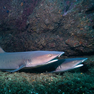 Two little white tip reef sharks on bottom