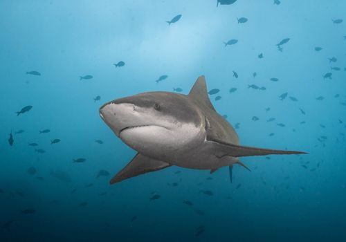 How to Photograph Sharks in Costa Rica: Camera Settings, Tips & Best Dive Sites