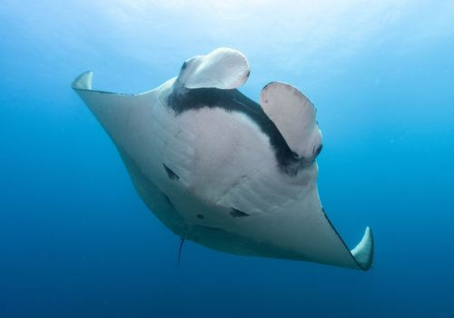 Oceanic Manta ray in Costa Rica